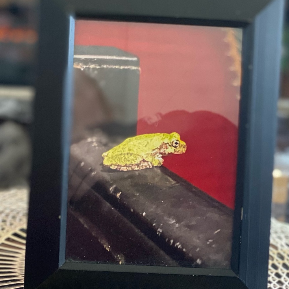 Frogger Photography piece